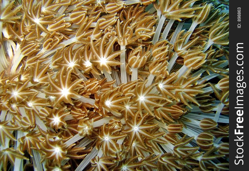 Close-up of flower softcoral. Close-up of flower softcoral