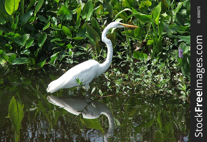 White Egret hunting his food along the banks in Central Park Nature Preserve, Largo, FL