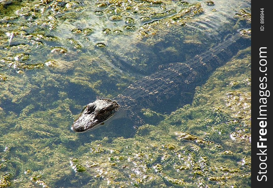 This young alligator suns himself among the shallows.  Shot at Central Park Nature Preserve, Largo, FL. This young alligator suns himself among the shallows.  Shot at Central Park Nature Preserve, Largo, FL