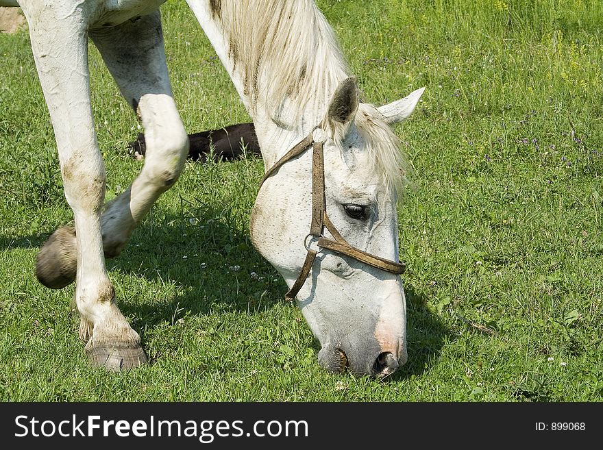 Horse eating