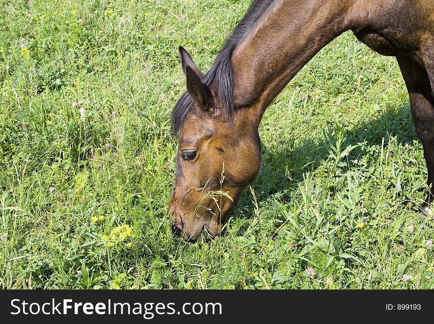 Horse eat grass