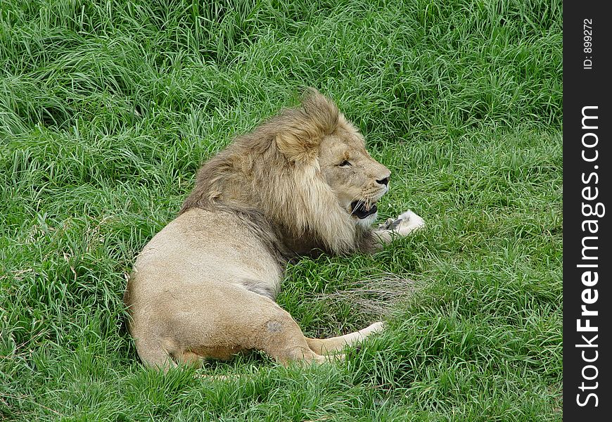 A lion lying on grass at the zoo. A lion lying on grass at the zoo