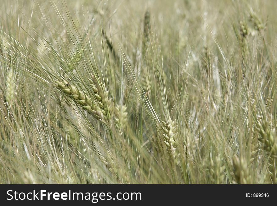 Wheat In Detail - Landscape