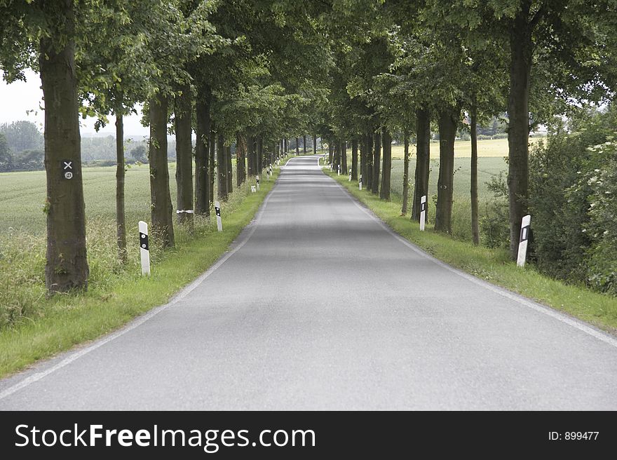 Tree-lined walk in germany. Tree-lined walk in germany