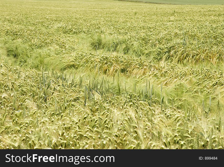 Cornfield with wheat in germany. Cornfield with wheat in germany