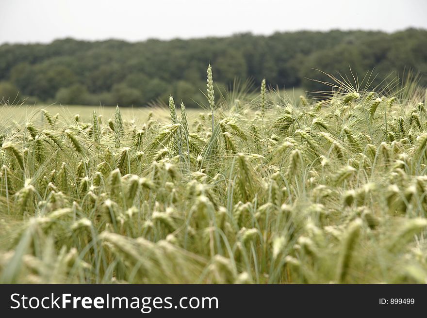 Cornfield with wheat in germany. Cornfield with wheat in germany