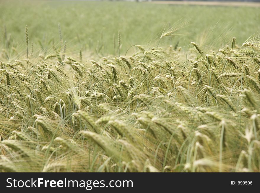 Cornfield with wheat in germany. Cornfield with wheat in germany