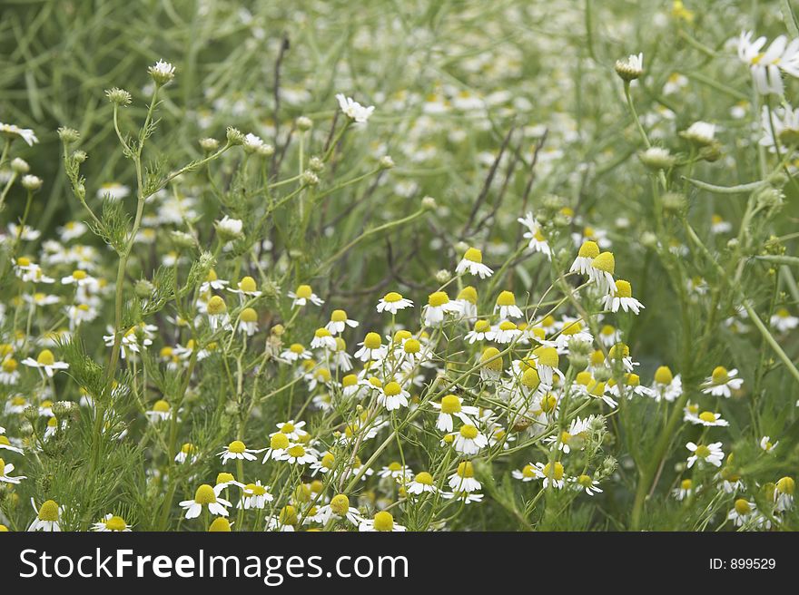 Daisies (leucanthemum) on a meadow. Daisies (leucanthemum) on a meadow