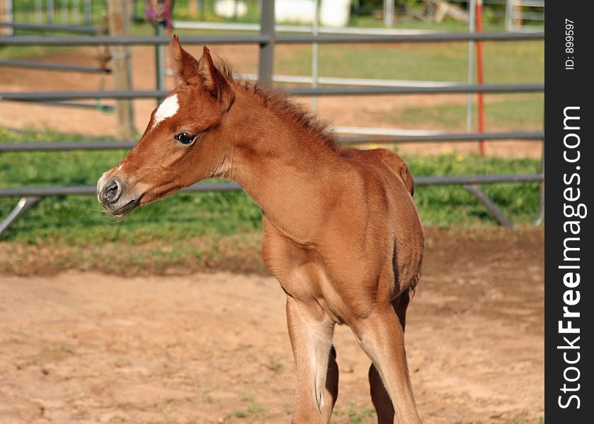 Week old arabian stud colt. Week old arabian stud colt