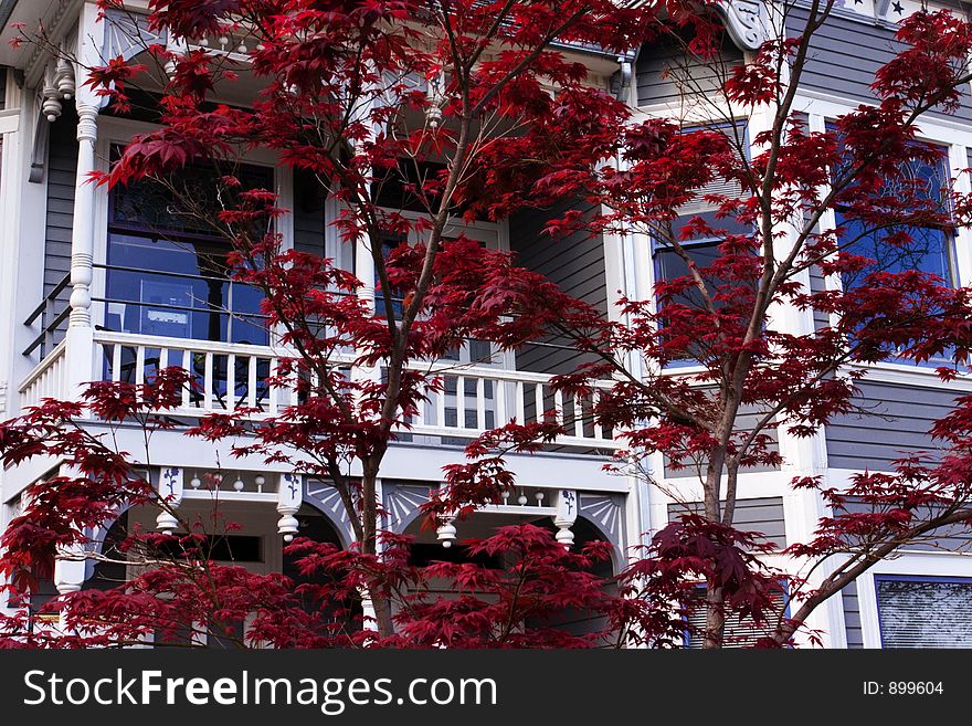 Japenese Maples bloom in the spring