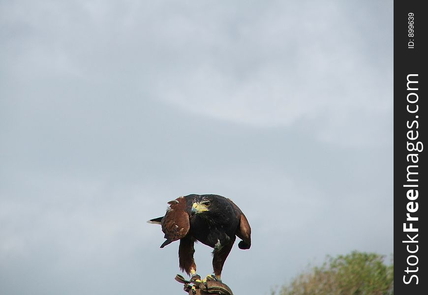 Mean looking Sparrow Hawk standing on its masters glove. Mean looking Sparrow Hawk standing on its masters glove.