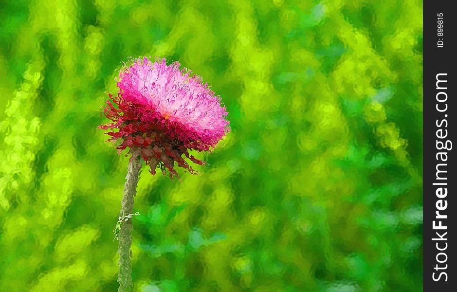 Field flower through glass...