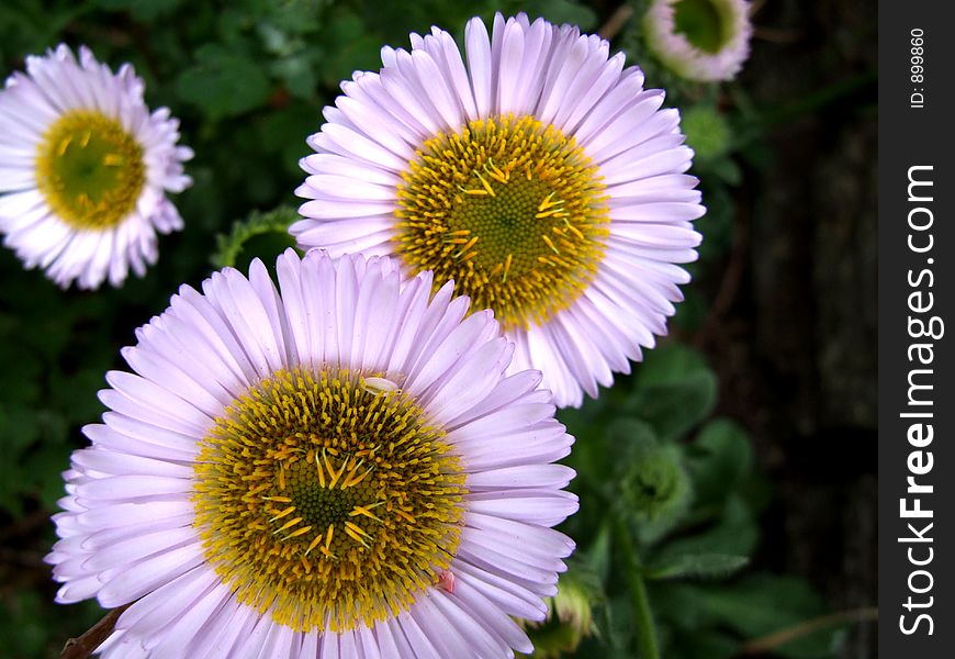A set of large daisys.