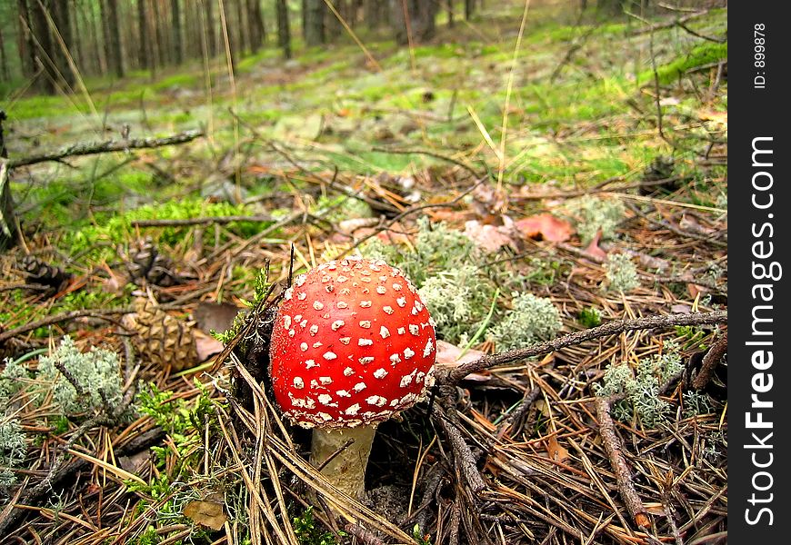 Mushroom toadstool in the forest.