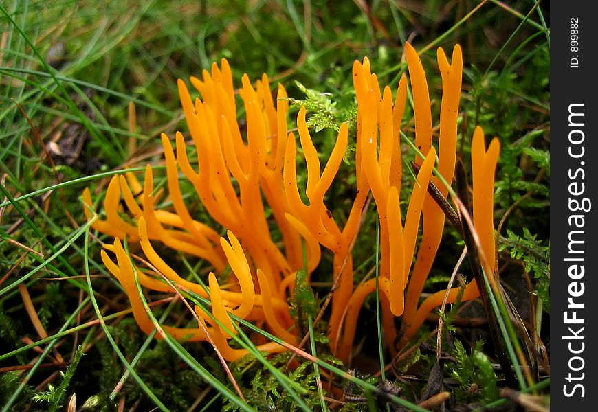 Mushroom toadstool