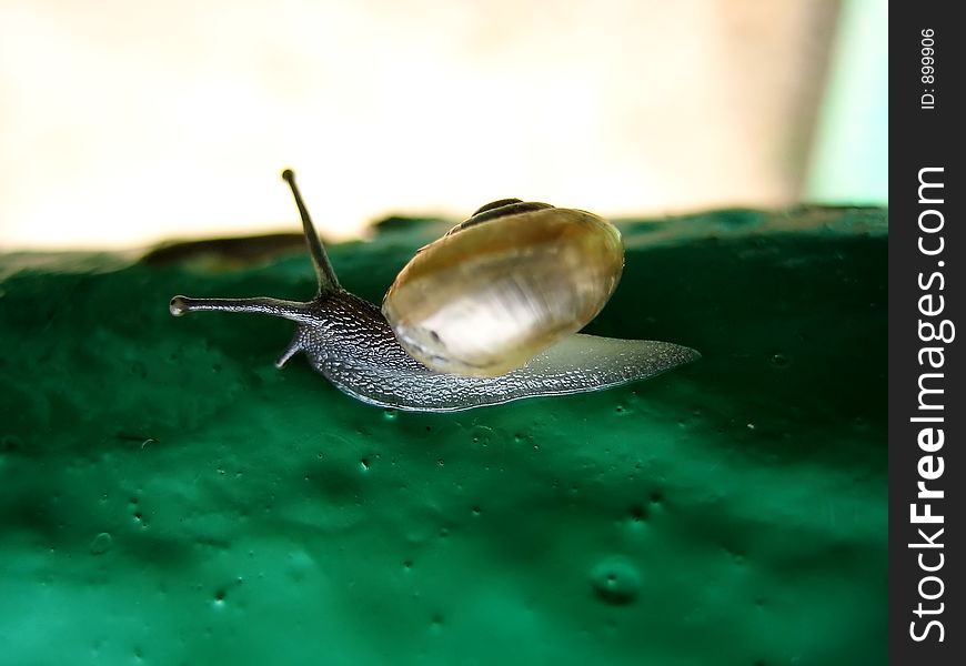 Grey snail on a green background. Grey snail on a green background.