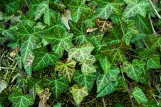 Ivy Background Royalty Free Stock Photography