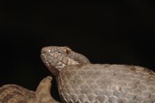 TWIN-SPOTTED RATTLESNAKE  Crotalus Pricei Stock Photos