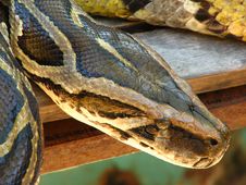 Python Boa Constrictor Close-up Royalty Free Stock Image