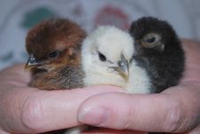Baby Chicks Handheld Stock Photography