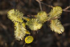 Willow In Spring Stock Images Willow In Spring Stock Images