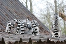 Lemurs Stock Photos Lemurs Stock Photos