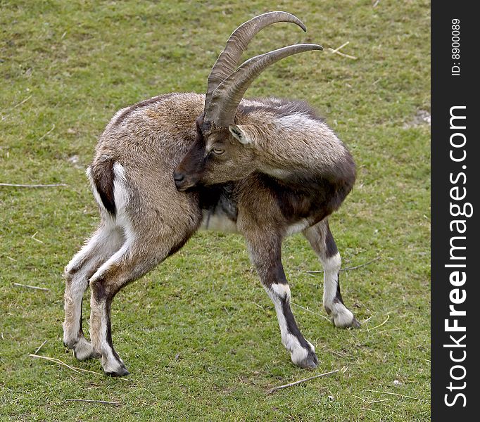 Cretan wild goat. Latin name - Capra hircus cretica. Cretan wild goat. Latin name - Capra hircus cretica