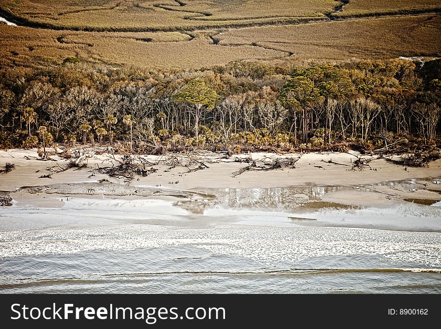 Maritime pine, live oak, and palmetto forest along south carolina coast. Coastal forest there sees high erosion, hence forest comes right to shore. Maritime pine, live oak, and palmetto forest along south carolina coast. Coastal forest there sees high erosion, hence forest comes right to shore.