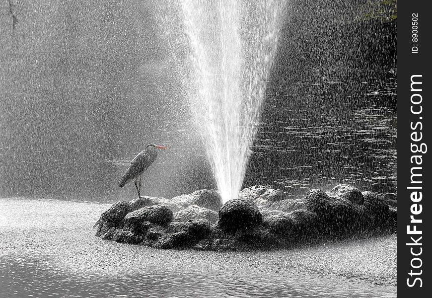 Heron Under Shower.