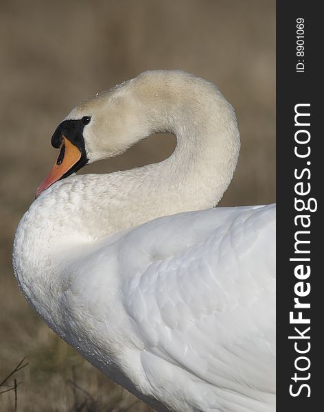 White swan with curved neck