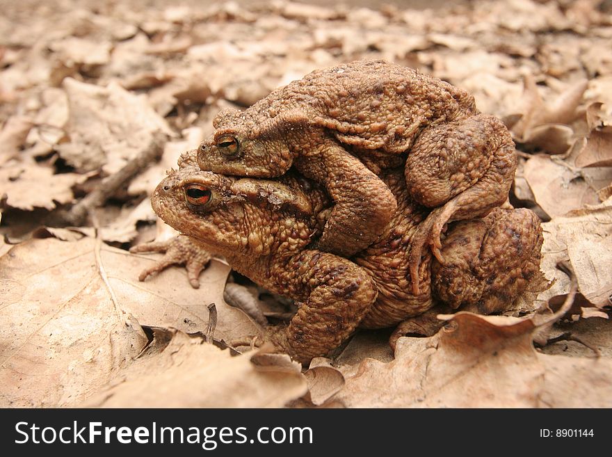 Common Toad Mating - toad male sitting on a femal's back