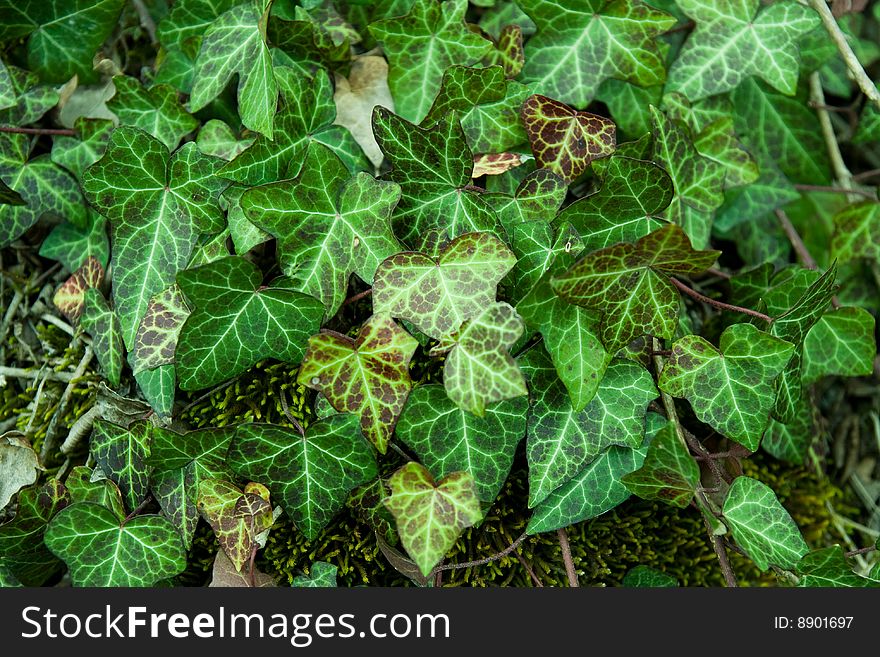 Green ivy background with moss