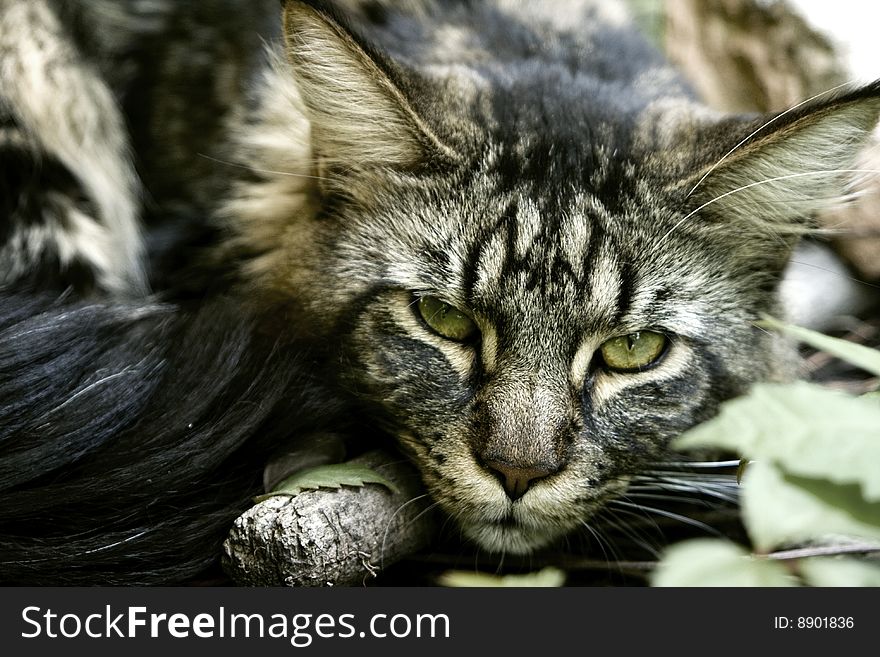 Maine Coon