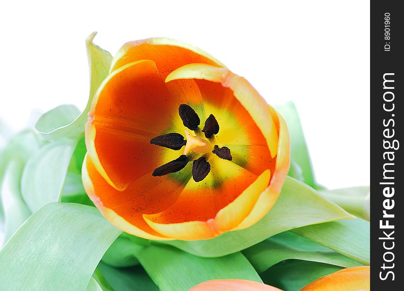 Beautiful red tulip with leaves on a white background