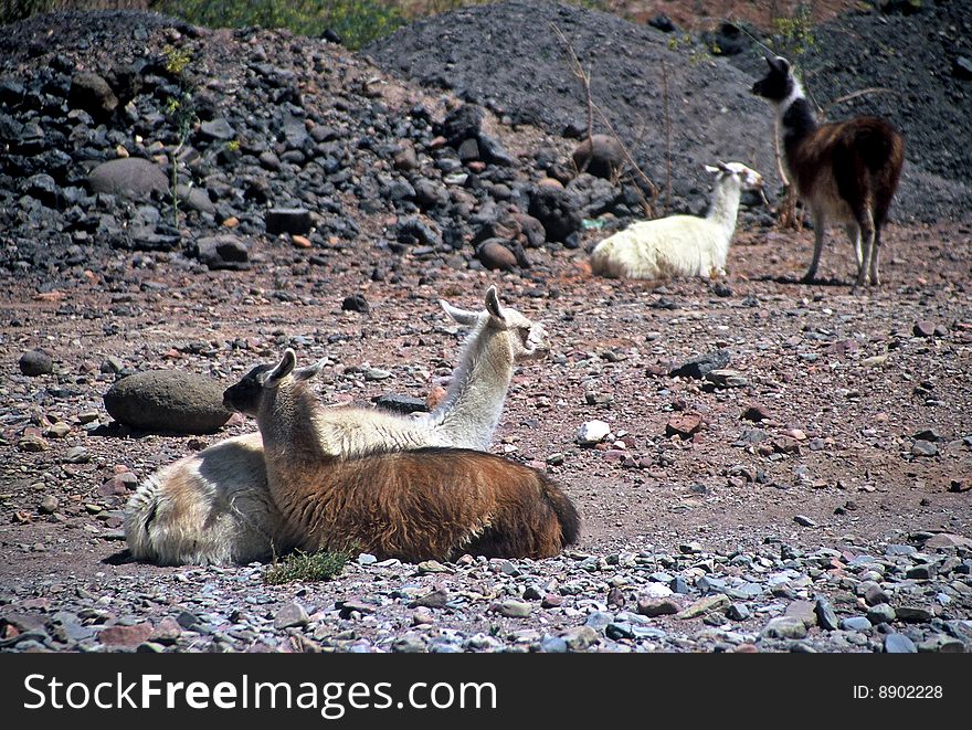 Lamas near tupiza in Bolivia. Lamas near tupiza in Bolivia