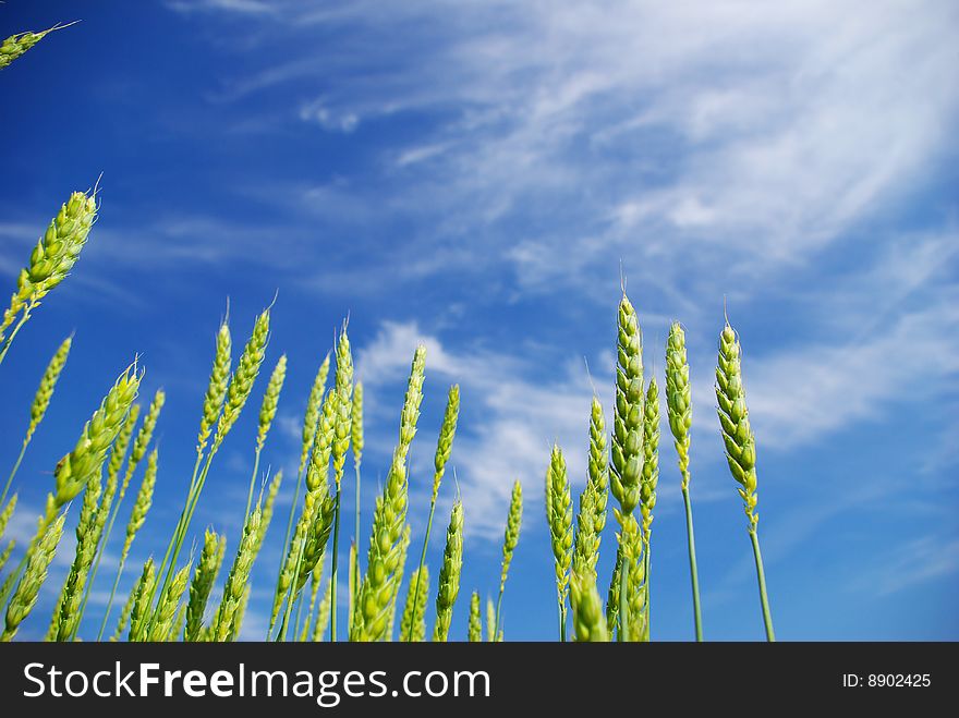 Early summer corn with a blue sky background