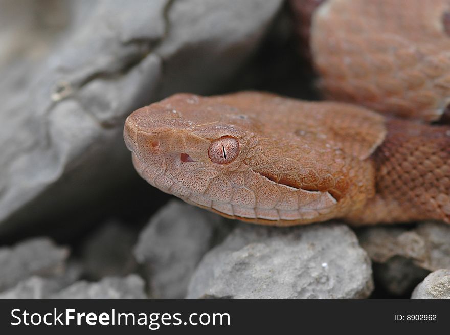 An Osage copperhead emerging from some rocks. An Osage copperhead emerging from some rocks.