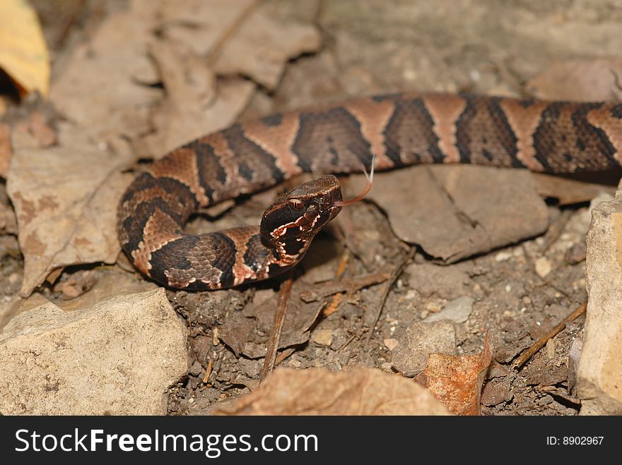 A young and still heavily marked juvenile western cottonmouth snake. A young and still heavily marked juvenile western cottonmouth snake.