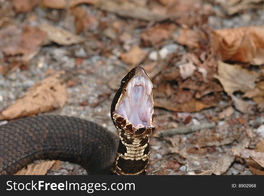 A cottonmouth snake displaying the reason it's called a cottonmouth. A cottonmouth snake displaying the reason it's called a cottonmouth.