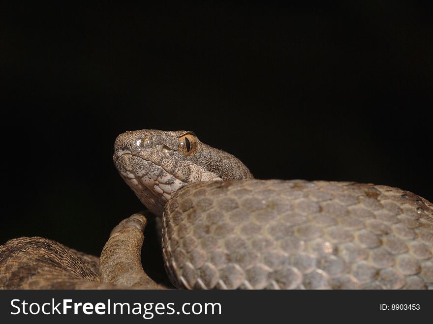 A rare and rarely photographed twin-spotted rattlesnake with a dark background. Photographed on site in the southern Arizona mountains. A rare and rarely photographed twin-spotted rattlesnake with a dark background. Photographed on site in the southern Arizona mountains.