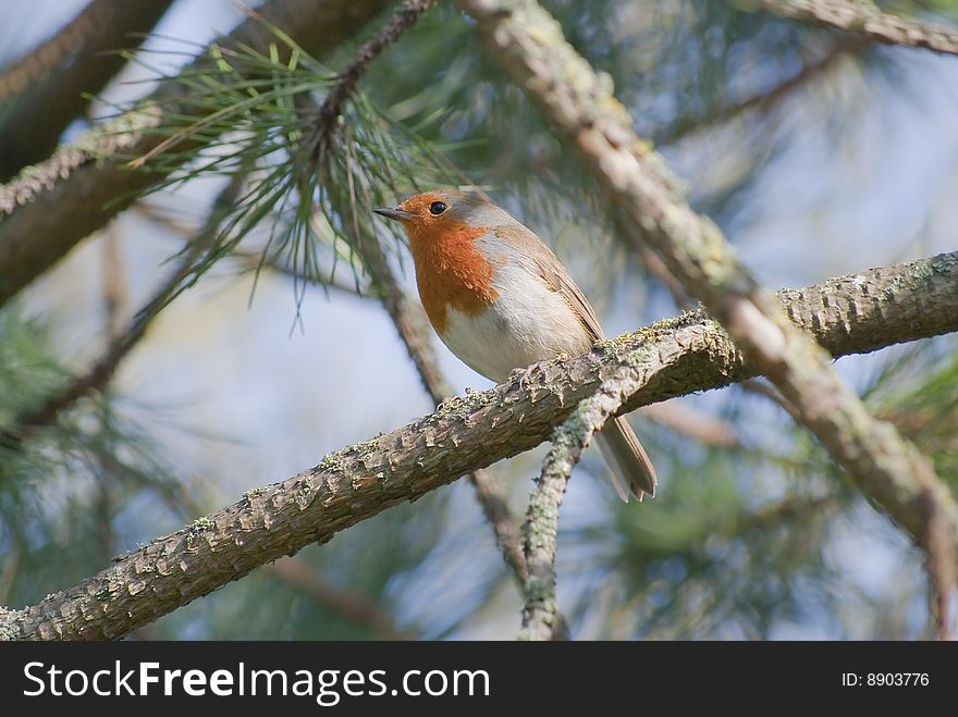 A Robin perched on a branch of a pine tree. Foliage broken by soft-focus sky. The bird looks toward the left of the frame. A Robin perched on a branch of a pine tree. Foliage broken by soft-focus sky. The bird looks toward the left of the frame.