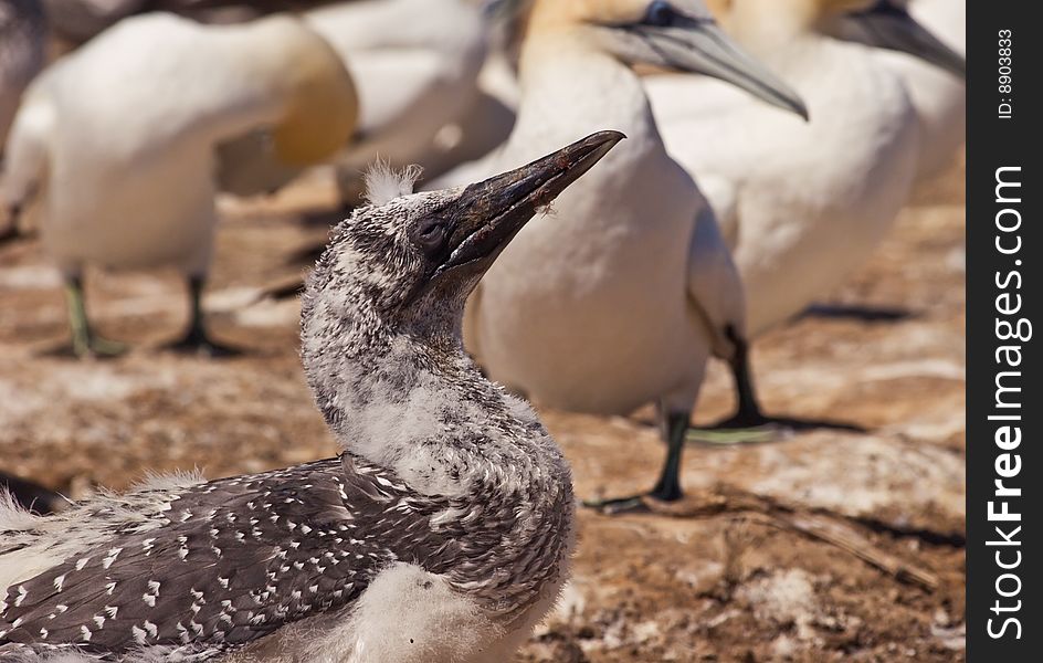 A young gannet chick at Cape Kidnappers Gannet Colony, Hawkes Bay New Zealand. Cape Kidnappers is the largest land based colony in the world.