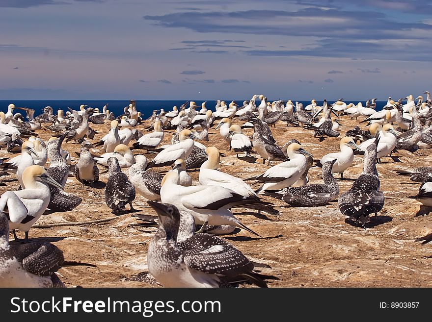 Gannets at Cape Kidnappers Gannet Colony, Hawkes Bay New Zealand. Cape Kidnappers is the largest land based colony in the world. Gannets at Cape Kidnappers Gannet Colony, Hawkes Bay New Zealand. Cape Kidnappers is the largest land based colony in the world.