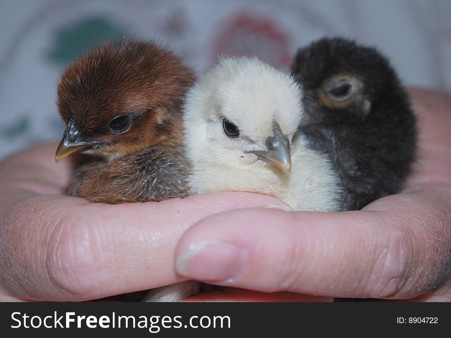 Cute three day baby chicks being hand held. Cute three day baby chicks being hand held