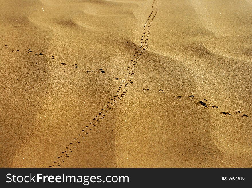 Animal Foot Print In Desert