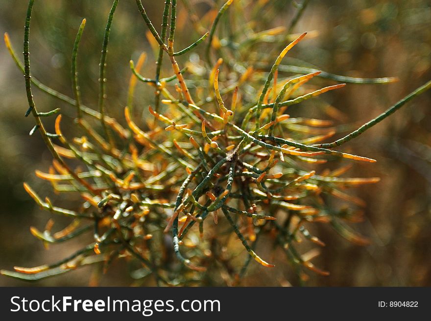 Detail of Taklamakan Desert plant.