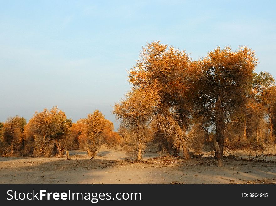 Diversifolious poplar is the dominant native. woody species distributed in the desert of Taklamakan, south of Xinjiang province, China. Diversifolious poplar is the dominant native. woody species distributed in the desert of Taklamakan, south of Xinjiang province, China.