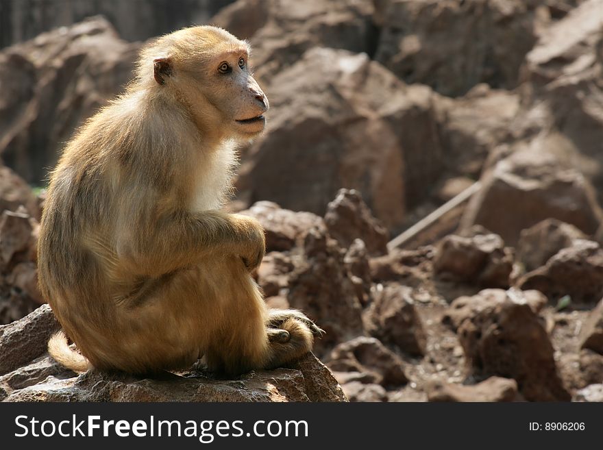 A brown monkey sitting on a rock