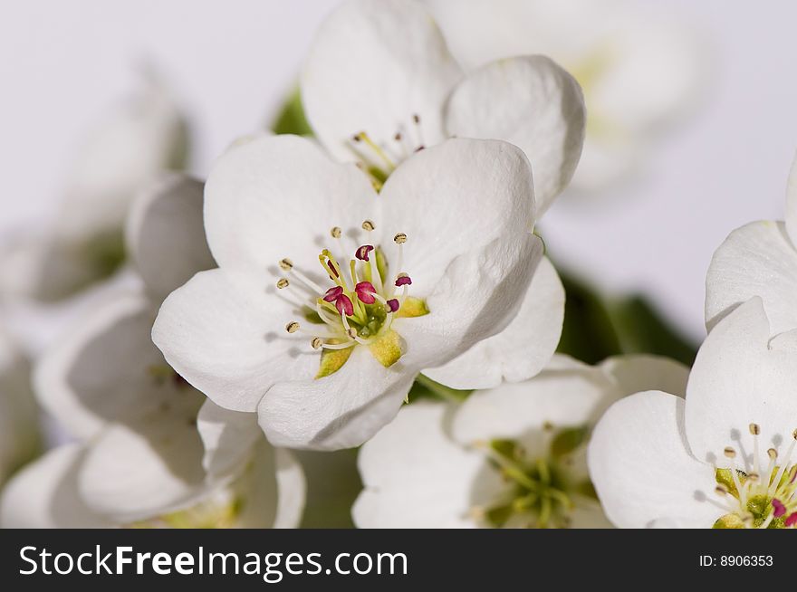 Branch with pear blossom, macro