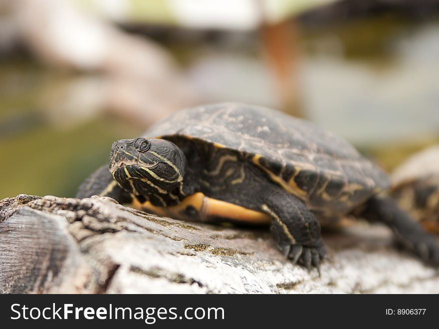 A small turtle bathing in the sun ...